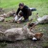 Zahlreiche tote Schafe hat ein Landwirt bei Bad Wildbad im Schwarzwald gefunden. Verantwortlich dafür ist wohl ein Wolf.