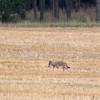 Ein junger Wolf ist auf einem abgeernteten Feld in Nordsachsen unterwegs. Die Zahl der Raubtiere in Deutschland steigt. 