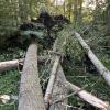 Beim Unwetter im Juli sind einige Bäume im Allmannshofener Pappelwald entwurzelt worden. Im Zuge des Umbaus auf einen Niederwald sollen diese direkt mit entnommen werden.