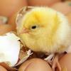 Eier gehören zu Ostern – nicht nur die aus Schoko. 