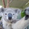 Dieser Koala im Zoo von Sidney schießt ein Selfie von sich, indem er den Sensor einer Digitalkamera betätigt.