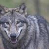 In Kaufbeuren wurde offenbar ein Wolf gesichtet. Spuren gibt es aber nicht.