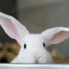 Ein Kaninchen ist in Altenstadt getötet worden. Das Bild ist ein Symbolbild.