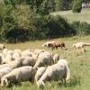 Schafe und Ziegen standen im Mittelpunkt des Interesses von vielen Besuchern, die sich unter anderem an Führungen auf dem Kühsteinfelsen in Mönchsdeggingen über die Tiere, deren Haltung und Erzeugnisse aber auch Probleme und Zukunftssorgen der Besitzer informieren ließen.