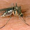 Der West-Nil-Virus wird von Stechmücken übertragen.