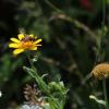 Eine Wildbiene auf einer Saat-Wucherblume.