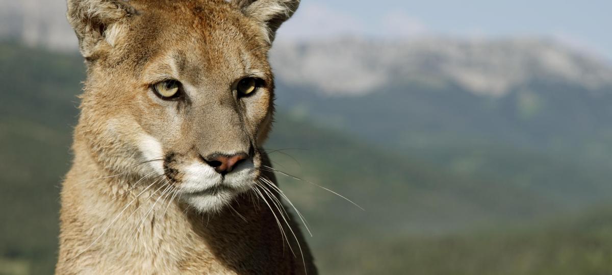 Offenbar Puma in der Nähe des Flughafens München gesichtet: Landratsamt warnt vor Raubtier