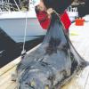 Ulrich Altstetter und seine Beute: Einen solchen Riesenbutt hat bisher noch kein Amateurangler aus dem Meer gezogen. Das Tier wog rund fünf Zentner.  