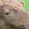 „Schweizer“ heißt der einjährige Stier, der mithilft, eine feuchte Wiese auf dem Gelände des Torferlebnispfads nieder zu halten. Das Beweidungsprojekt trägt zu mehr Artenvielfalt bei Pflanzen und Tieren bei.