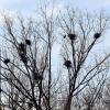 In der Nähe des ehemaligen Kuka-Turm am Hery-Park in Gersthofen haben sich in den Bäumen viele Krähenpaare ein Nest gebaut. Aus dem Nogentpark, der im Inneren der Stadt neben dem Hallenbad liegt, wurden die streng geschützten Vögel durch den Einsatz von Falken vergrämt.