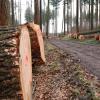 Wegen des Orkantiefs Sabine, das im Februar 2020 über Deutschland wütete, wurde in den Wäldern bei Buch und seinen Ortsteilen mehr Holz geschlagen als geplant.  	