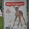 Wildunfälle haben sich in der Zeit von Dienstag auf Mittwoch im Landkreis Dillingen gehäuft. Unser Symbolfoto zeigt das, was notwendig ist: langsamer fahren. 