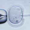 Wie geht es weiter mit dem Netzwerk Embryonenspende? Im Dezember steht die Berufungsverhandlung in Augsburg an.