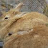 Die Stadträte von Kaufbeuren haben vorgelegt. Jetzt müssen sich auch Bad Wörishofen und Mindelheim in Sachen Tierheim einig werden. 