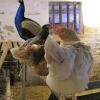 Einträchtig teilt sich Pfau Hansi Stall und Sitzstange mit prachtvollen Hühnern. 