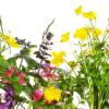 Viele Gärtner ziehen in ihrem Garten eine kunterbunte Blumenwiese statt Rasen. 