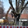 Am Donnerstag begann die Fällaktion in der Fischbachstraße in Dettenschwang. Zwei an die 300 Jahre alte Linden müssen den Bauwünschen des Eigentümers weichen.