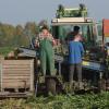 Die Ernte läuft, aber die Umsätze der Gartenbauzentrale Main-Donau mit Standort in Gundelfingen und  Albertshofen sind gesunken. 