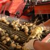 17 Prozent der bayerischen Kartoffeln werden im Landkreis Neuburg-Schrobenhausen angebaut. 