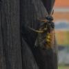 Ein Bienenwolf mit erbeuteter Honigbiene.