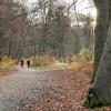 Der Stadtwald ist ein beliebtes Naherholungsgebiet für Augsburgerinnen und Augsburger. Nun wurde er vom Forstverband mit Sitz in Berlin zum "Waldgebiet des Jahres 2024 " gekürt.