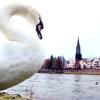 Wildvögel wie Schwäne oder Enten dürfen derzeit auch in Neu-Ulm nicht gefüttert werden. 