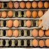 Eier aus Freilandhaltung werden wegen der Geflügelpest Mangelware.