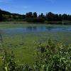 Diesen Sommer war der Rothsee besonders stark von Algen bewachsen.