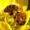 Beim runden Tisch nach dem Volksbegehren "Rettet die Bienen" ging es vor allem um den Flächenverbrauch,