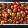 Rund 230 Tomatensorten hat Anneliese Weber in ihrem Garten in Dettenschwang angebaut. 