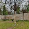 Ein hochwertiger Trompetenbaum im Rainer Schlosspark wurde komplett geschält. Es ist fraglich, ob er sich davon erholt.