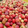 Die Pfadfinder Stadtbergen sammeln übrige Äpfel, Birnen und Quitten und lassen sie pressen. (Symbolbild)