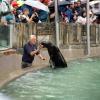 Zoo Augsburg, Dschungelnacht 2022
Seebärenfütterung
