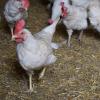 Die Hühner der Rasse „Sandy“ sind besonders widerstandsfähig. Pro Tag legen die 6000 Hennen des Adelsrieder Hofs etwa 5000 Eier.
