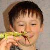 Diese australische Gespenstschrecken nennt Fabian liebevoll "Grüni". Der Zwölfjährige untersucht, warum das ursprünglich braune Tier bei einer Häutung plötzlich grün wurde. Foto: Manuela Antosch