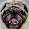 Platte Nasen und kurze Beine: Wenn Hunde für Ideale leiden