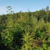 Ziel des Waldumbaus: mischbaumartenreiche Bestände.  	