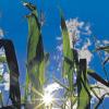 Besitzer von Biogasanlagen bevorzugen Mais, um ihre Anlagen zu betreiben.  