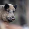 In Bayern sind wieder mehr Wildschweine unterwegs. Davon sind vor allem Landwirte betroffen. Doch kommen die Tiere in die Stadt, kann es gefährlich werden.