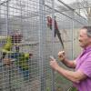 Der Burgauer Josef Guhm züchtet seit etlichen Jahren erfolgreich Papageien. Über 150 Tiere leben derzeit in der Aufzuchtstation am Rande der Markgrafenstadt. In den Freivoglieren haben die Vögel etwas Platz zum Fliegen und können sich in ihr Schutzhaus zurückziehen.