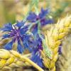 Um Landwirtschaft, die integriert, geht es beim agrarpolitischen Frühschoppen in Wilpersberg: hier Kornblumen im Korn. 