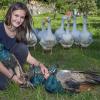 Lea Vex hat drei Pfaueneier ausgebrütet – die Tiere leben jetzt mit Hühnern und Gänsen auf dem Hof in Prittriching.  	