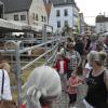 Mensch trifft Tier: Beim Viehmarkt in Monheim waren morgens schon viele Besucher unterwegs.