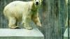 Tot: Eisbär Lisa, der von München nach Berlin umzog.