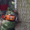 Unbekannte fällen illegal Bäume im Bayerischen Staatsforst. Die Polizei sucht nach Zeugen.