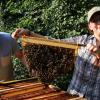 Franziska und Sebastian Donners vom Imkerverein Friedberg setzen sich für Wildbienen ein, haben aber auch Honigbienen. Für diese verwenden sie spezielle Behausungen, Top-Hive genannt. 	