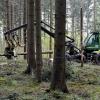 Dort wo Bäume geerntet werden, soll auch möglichst bald wieder Wald nachwachsen. 