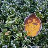 Immergrüne wie Buchsbaum bekommen im Winter oft zu wenig Feuchtigkeit, da sie bei Frost kein Wasser aus den Boden ziehen können.