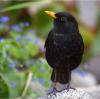 Die Amsel - Anwärter auf den "Vogel-des-Jahres"-Titel - ist ein oft gesehener Gast in unseren Gärten und bezaubert mit ihrem Gesang.