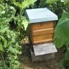 Mehrere Bienenvölker wurden in Langerringen getötet, jetzt hat die Polizei einen Verdächtigen ermittelt.